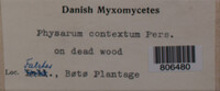 Physarum contextum image